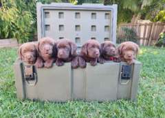 Chocolate Labrador Puppies READY NOW