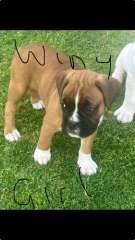 Boxer Puppies (Pure Breed) Price Drop