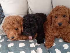 Toy Poodles -love, laughter and loyalty