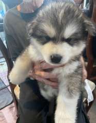 Pure bred Alaskan Malamute puppies