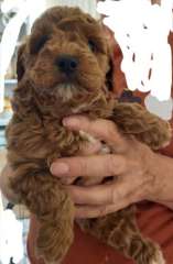 Toy Cavoodle pups 4 boys, 2 girls DNA clear