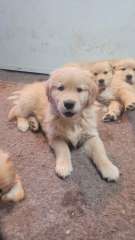 Beautiful Pure Bred Golden Retriever 