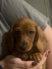 PUREBRED MINIATURE DACHSHUND  AVAILABLE 