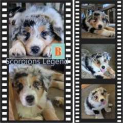 Kalos~Eidos Australian Shepherd Pups