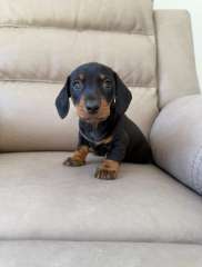 Assorted dachshunds ready NOW ! 