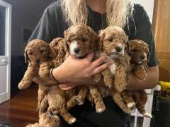 Toy Cavoodle pups