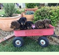 3 Beautiful Miniature Dachshunds