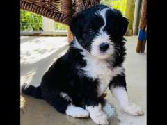 Mini Aussiedoodles (Australian shepherd mix mini poodle)